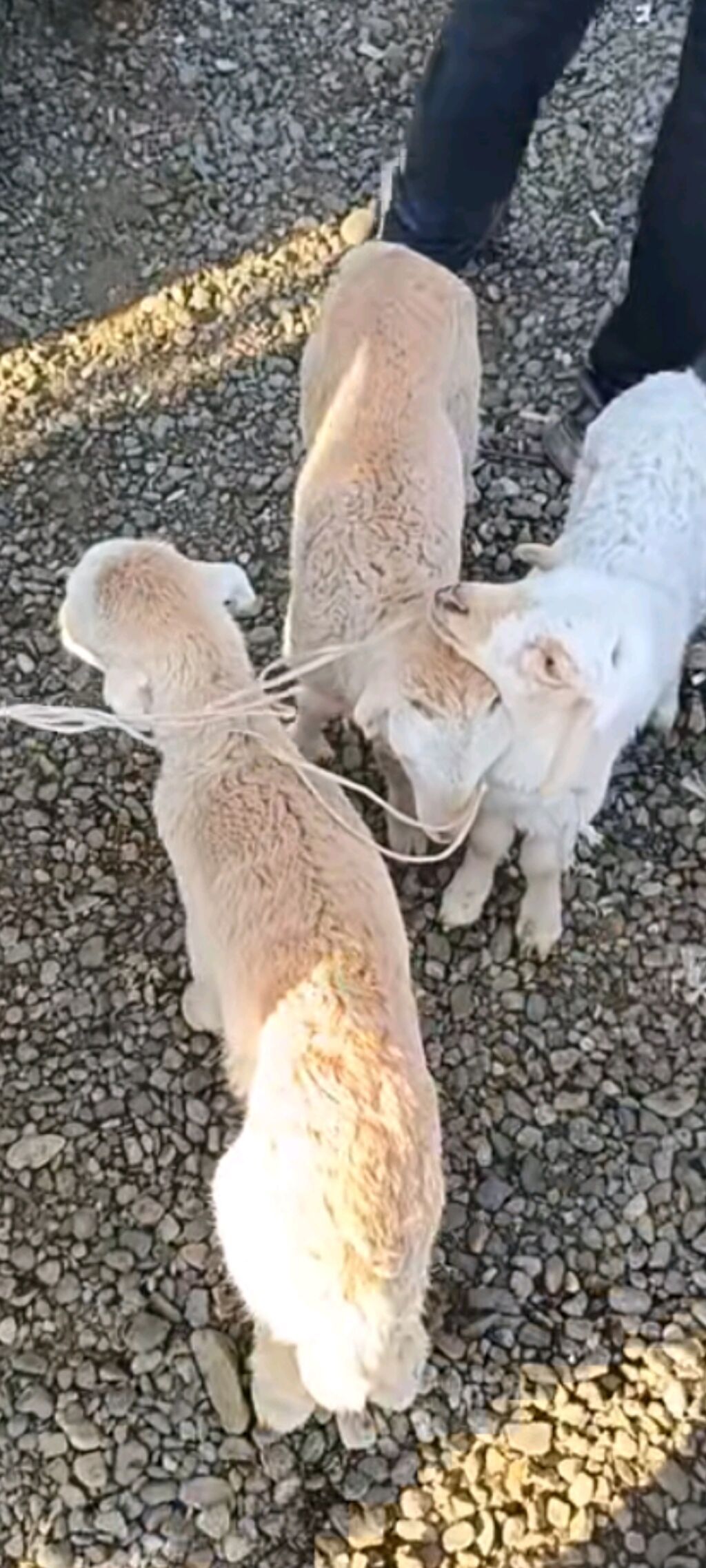 Quzular satılır 1 erkəy 2 dişi — Heyvanlar, Bakı (2)