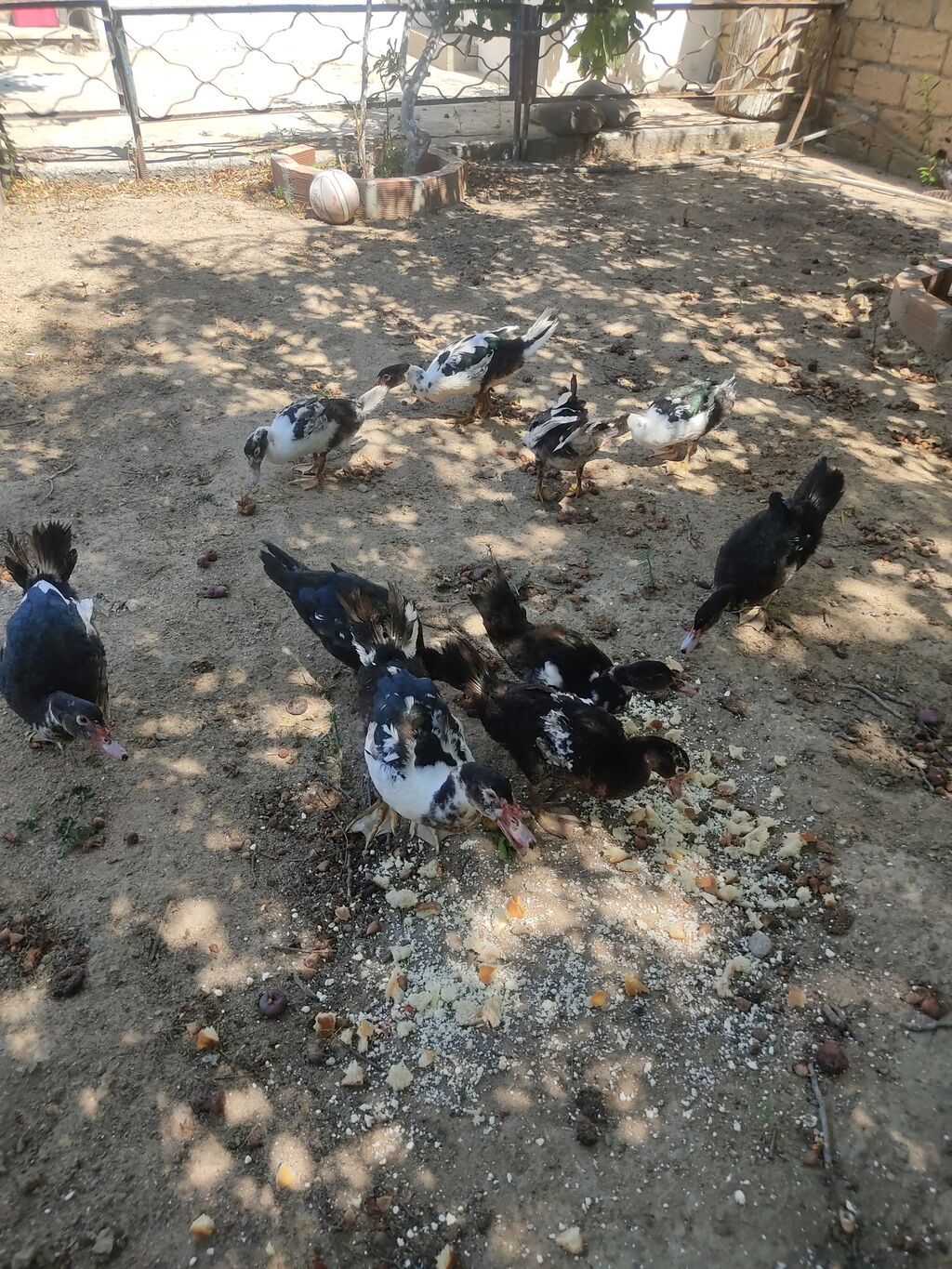 Tam sagllam Lal ordekler. 10 ededi. qiymet. hamsina. aiddi tek tek — Heyvanlar, Digah (8)