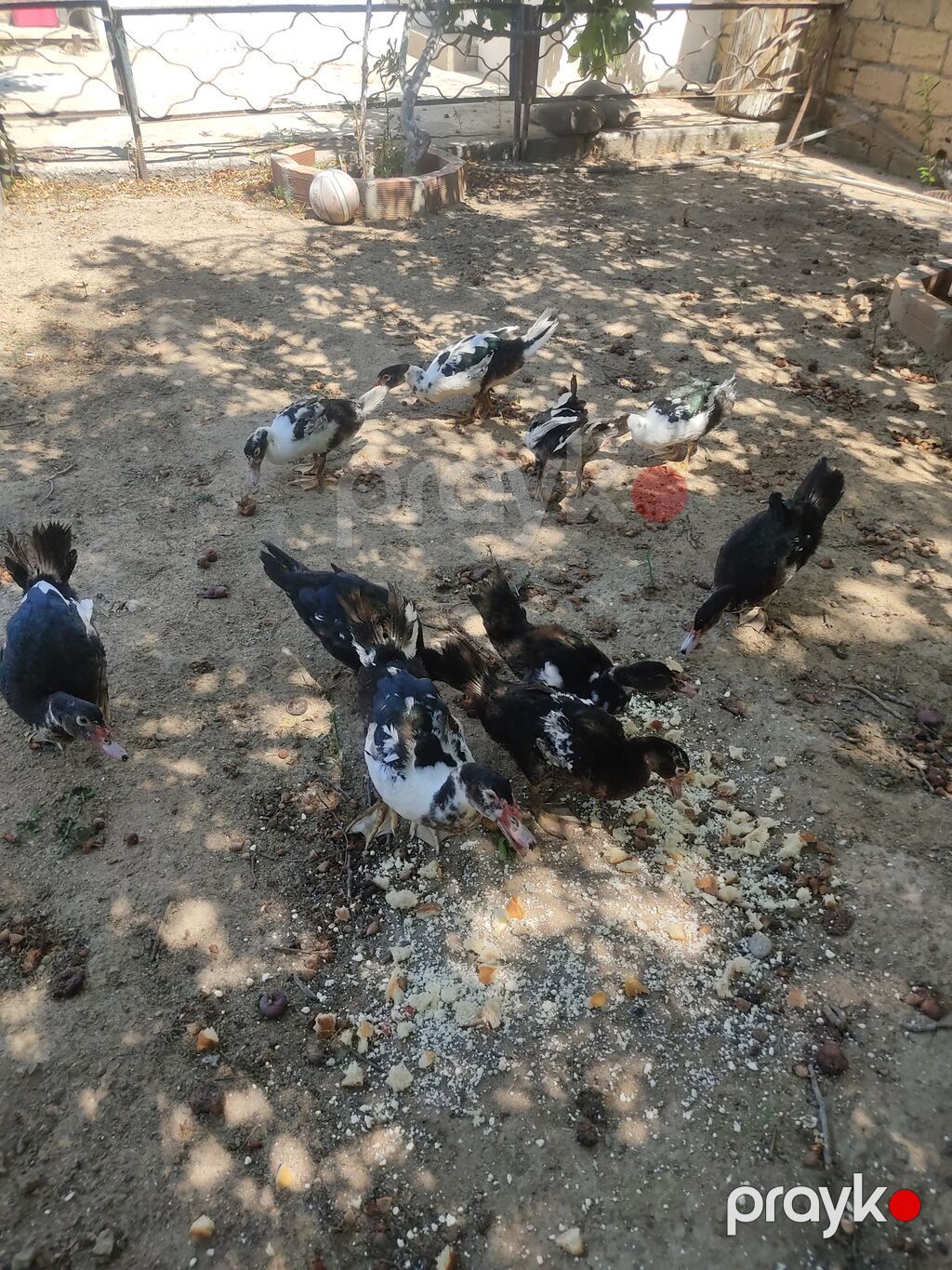 Tam sagllam Lal ordekler. 10 ededi. qiymet. hamsina. aiddi tek tek — Heyvanlar, Digah (8)