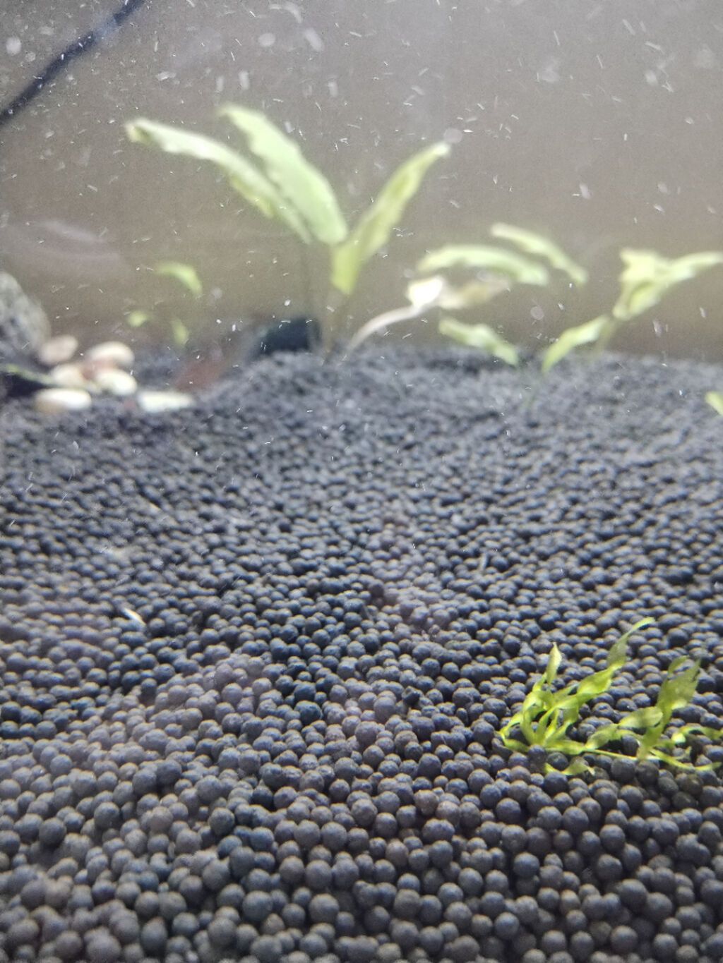 Dördbucaq akvarium, 140 l — Heyvanlar, Bakı (5)