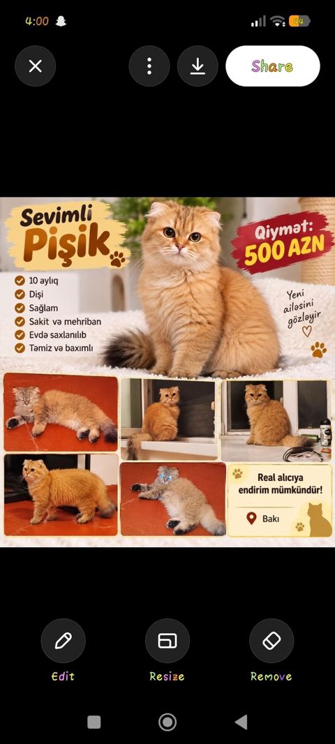 Qızıl şinşilla, Dişi — Qobu