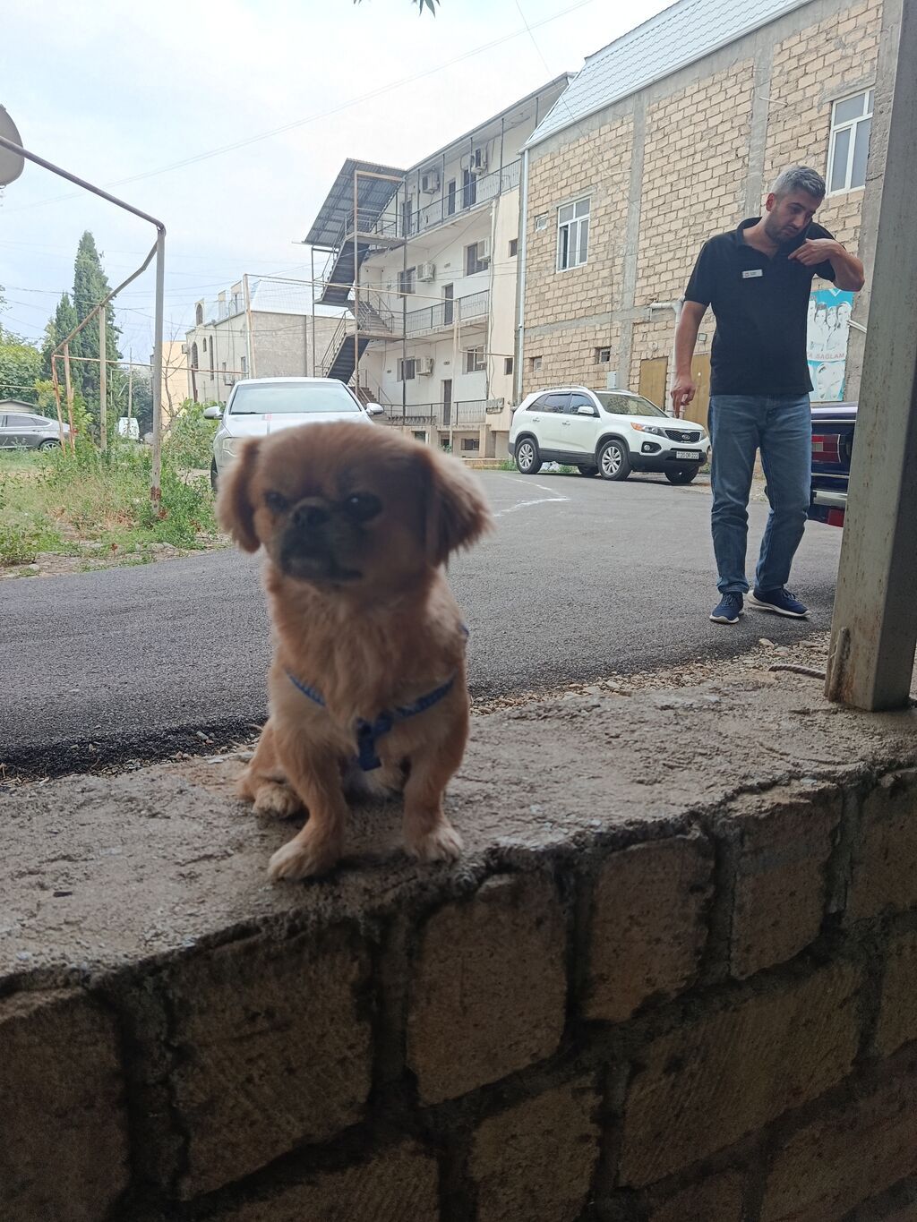 Pekines, 1 il, Erkək, Ünvandan götürmə — Heyvanlar, Gəncə (6)