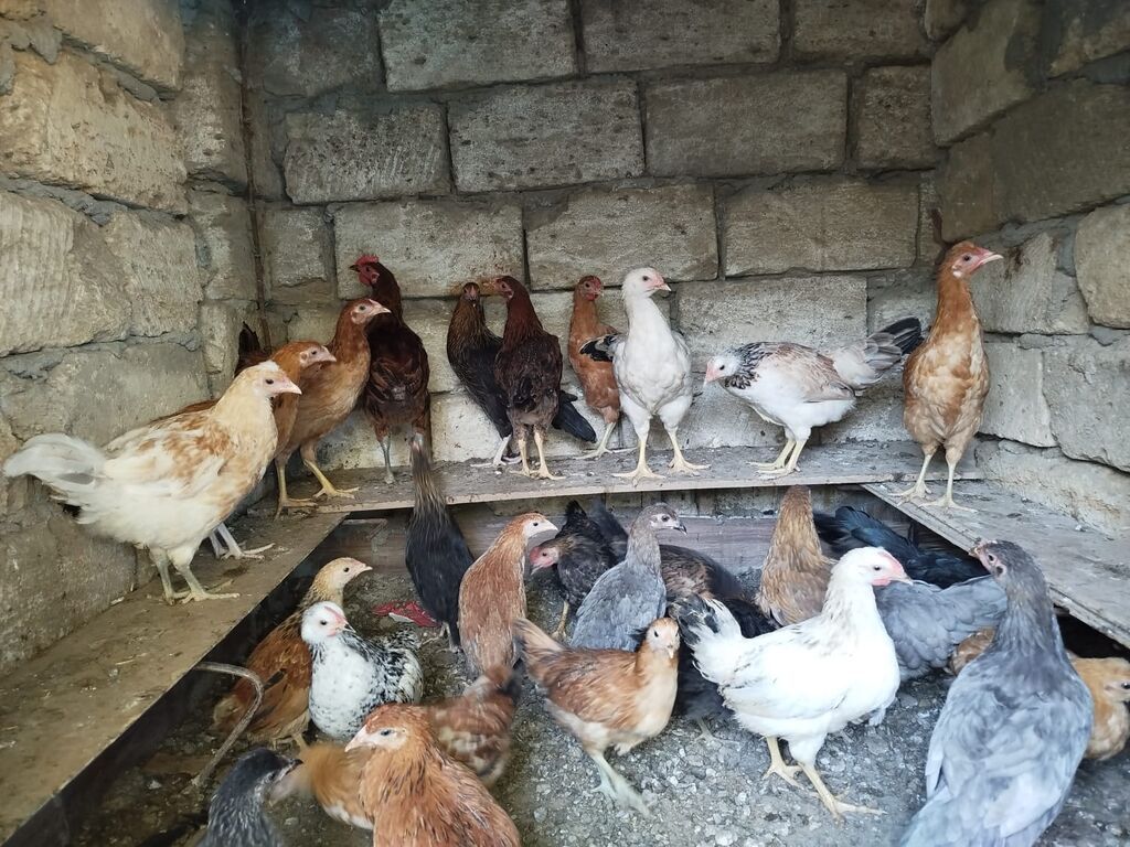 Cücələr – müxtəlif rəng və növlər Həyət şəraitində saxlanılan təmiz — Heyvanlar, Xırdalan (3)