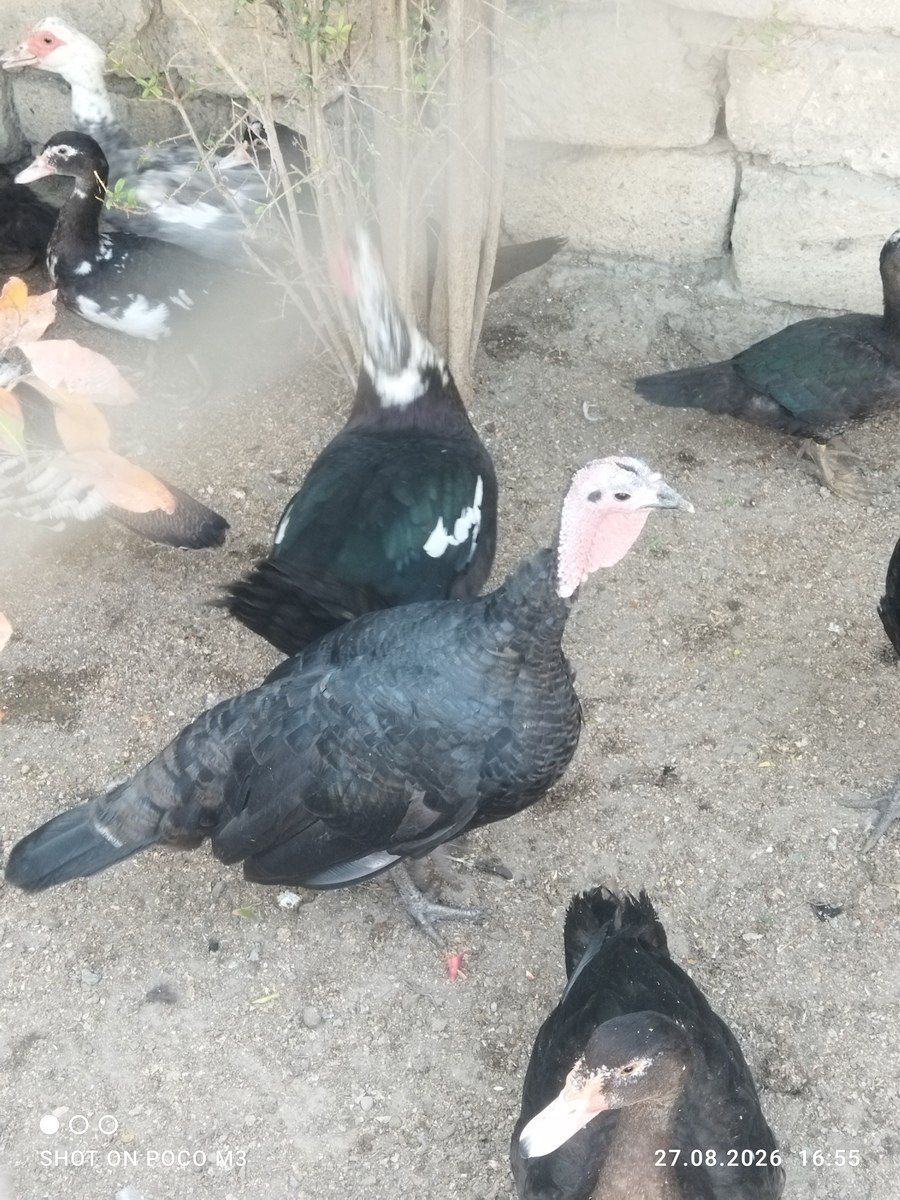Hindquşları — Quşlar, Bakı (4)