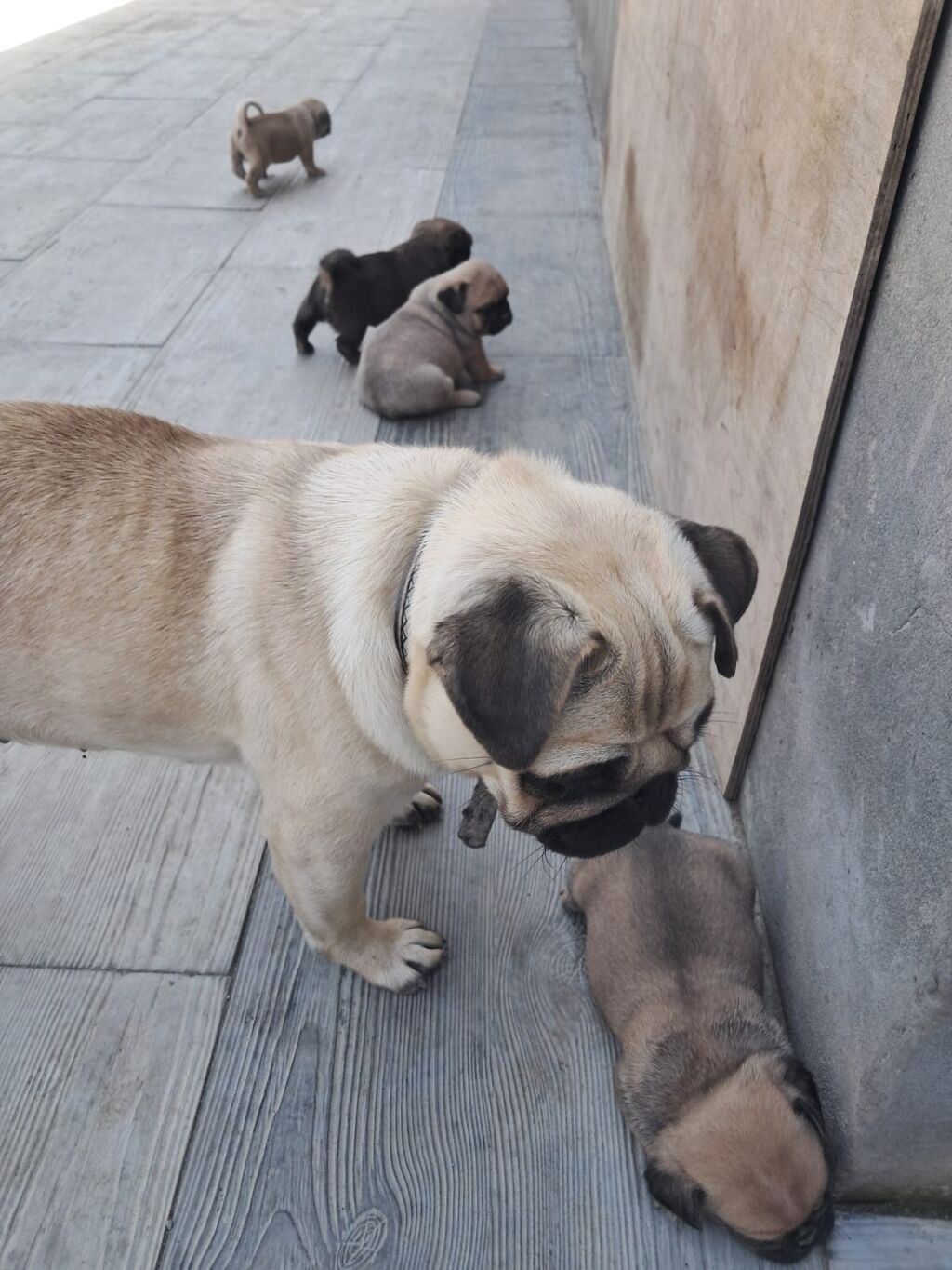 Mops — Heyvanlar, Bakı (3)