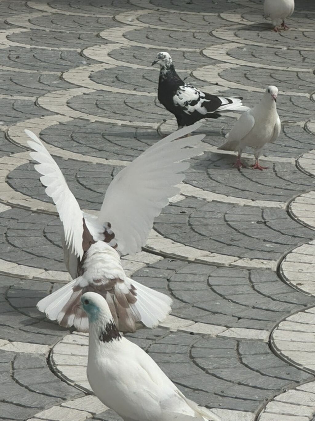 Damğalı göyərçinlər – dekorativ və uçuş üçün - Rənglər: ağ, qara-ağ — Quşlar, Xırdalan (4)