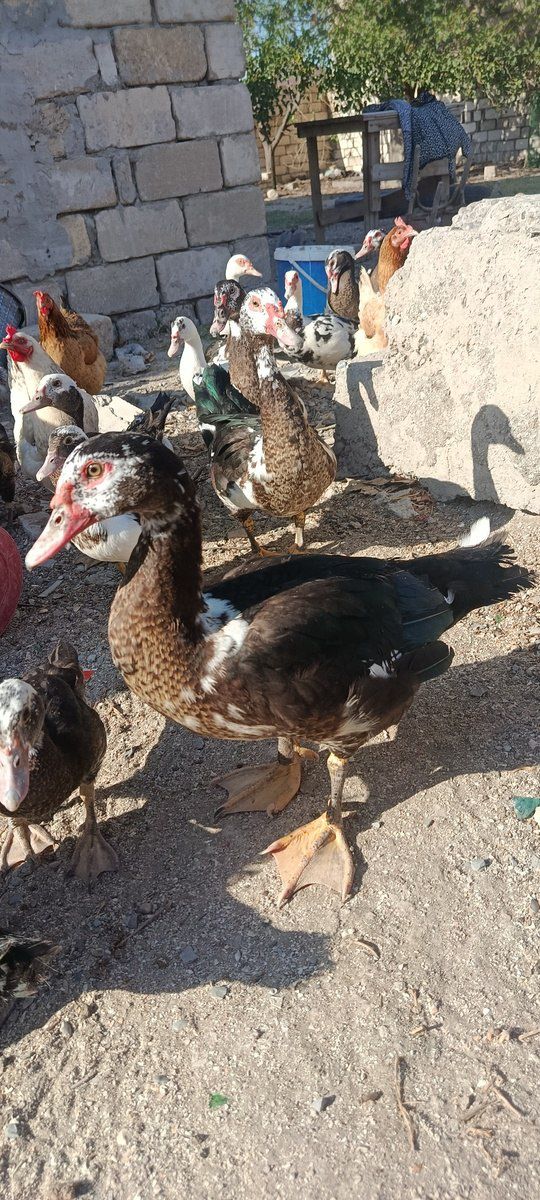 Ördəklər — Quşlar, Sumqayıt (2)