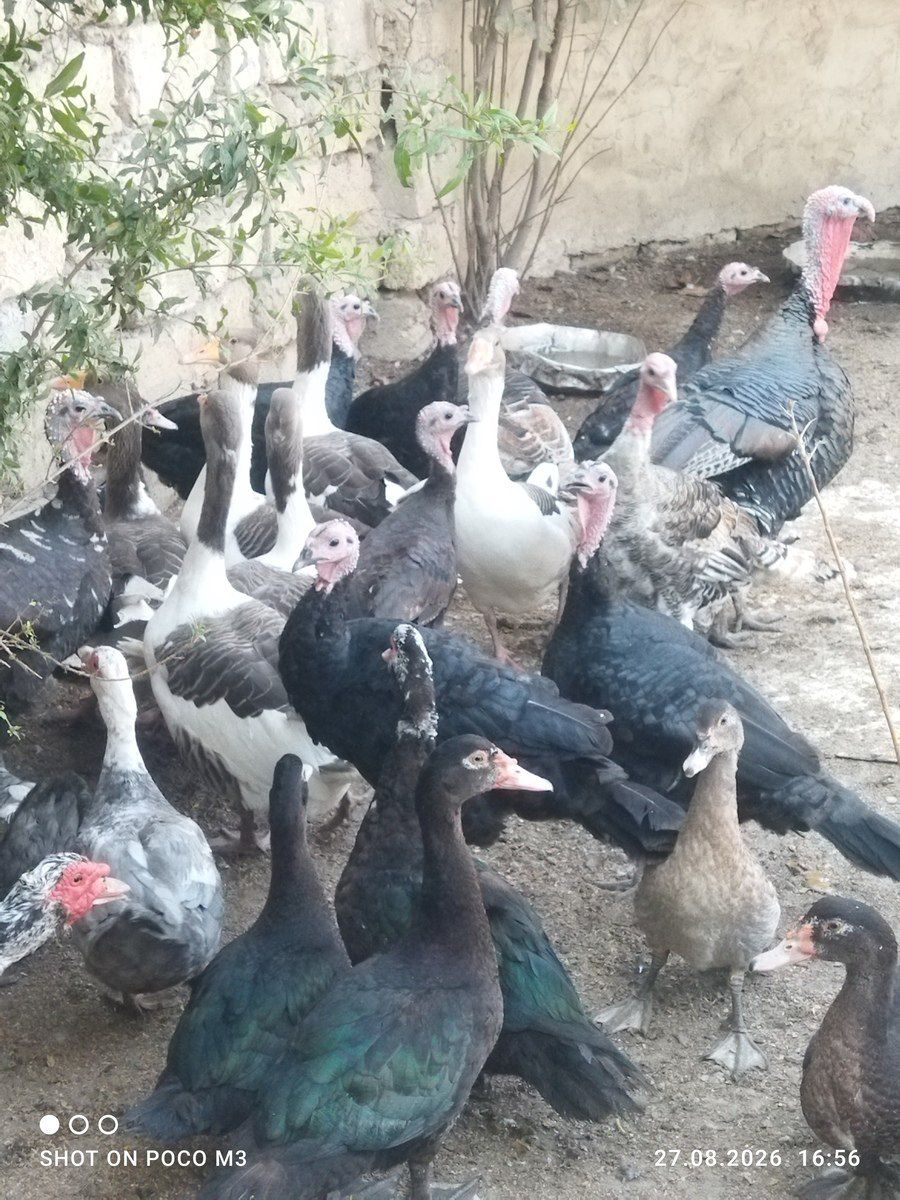 Hindquşları — Quşlar, Bakı (2)