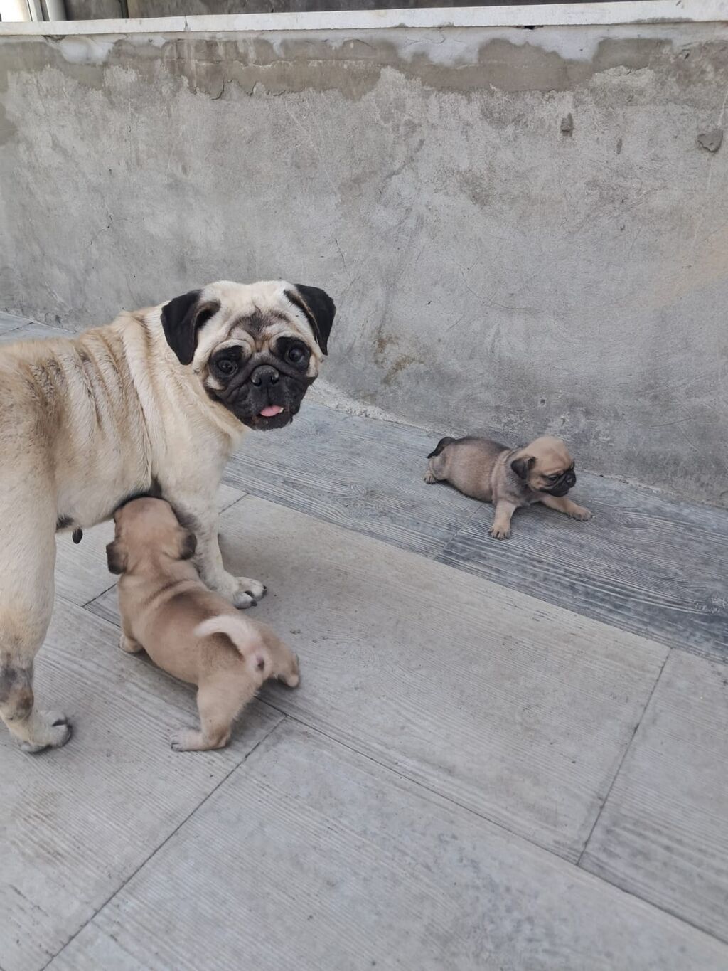 Mops — Heyvanlar, Bakı (4)