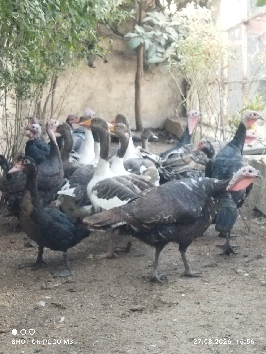 Hindquşları — Quşlar, Bakı (3)