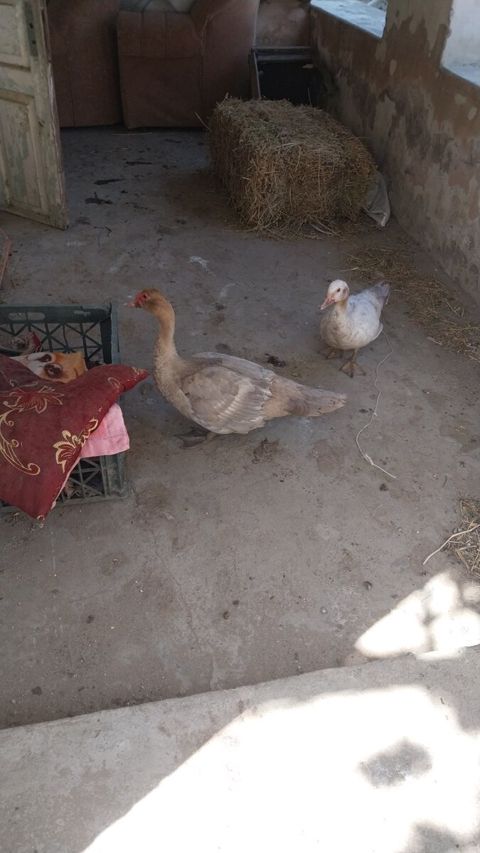 Ördəklər — Bakı