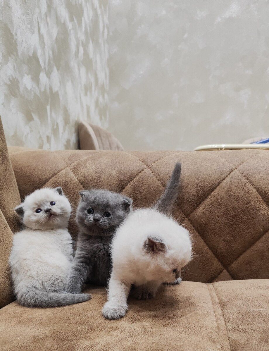Şotland pişiyi (cütləşdirmək üçün) — Pişiklər, Bakı (2)