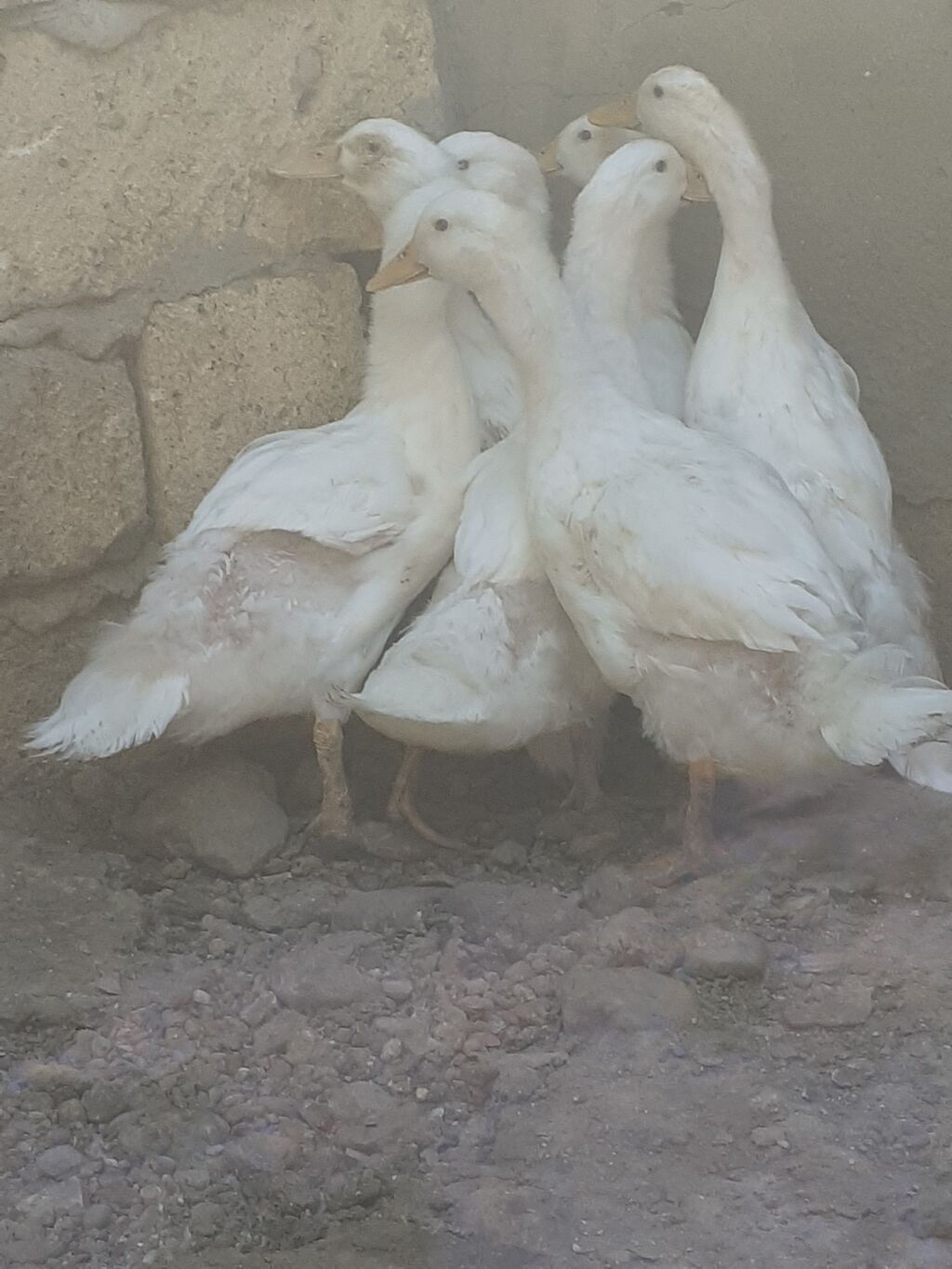 7 dene pekin ordekler iki aylig biri 6 manat. kend xirdalan 055 — Heyvanlar, Xırdalan (5)