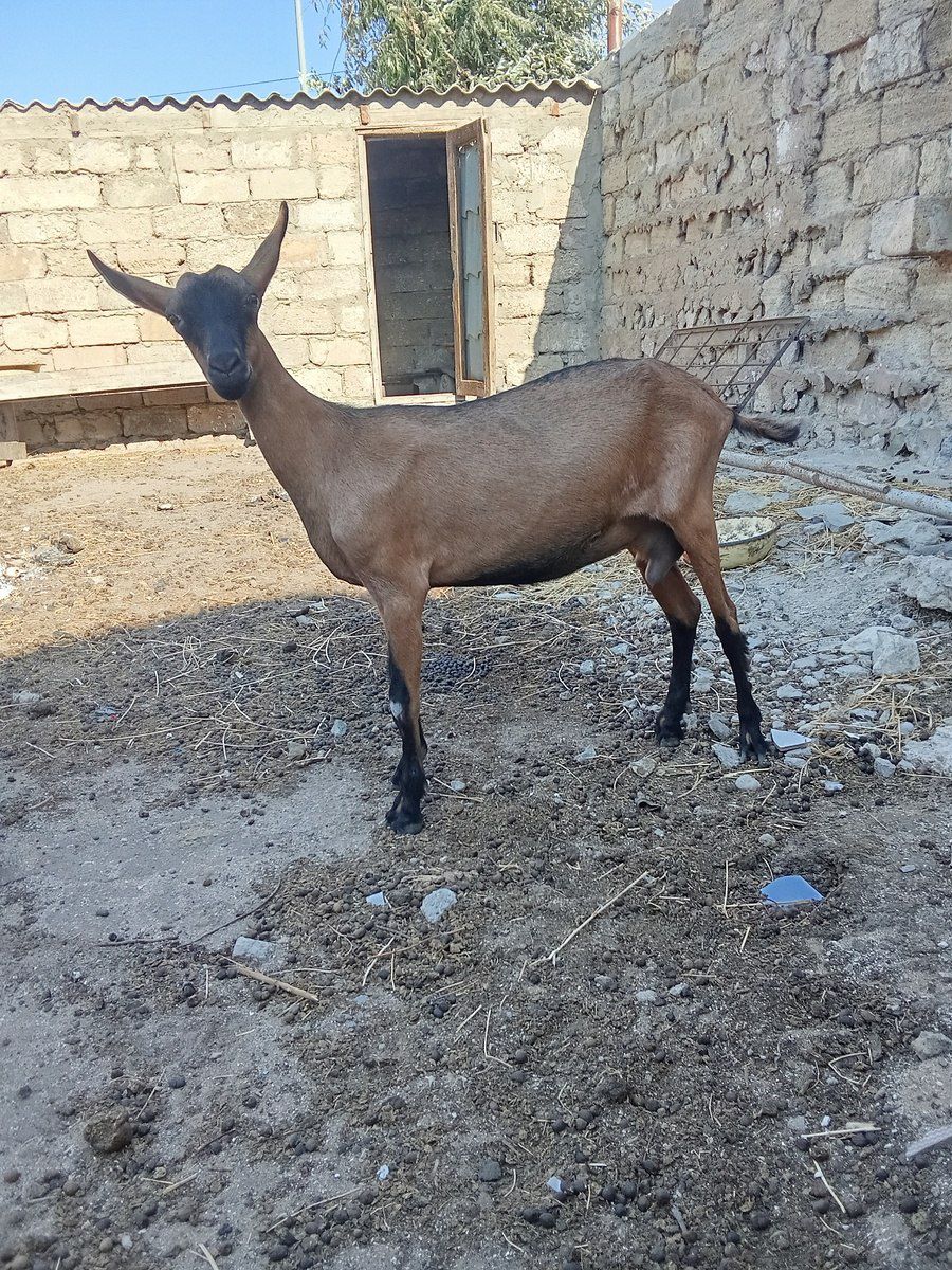 Oberhasli keçi — Heyvanlar, Bakı (2)