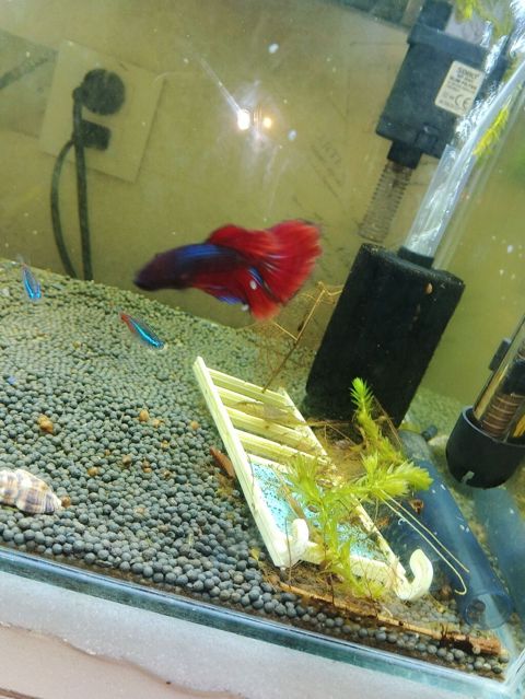 35.35.35 akva 11 balig tetra guppy Betta güçlü filtre — Digah