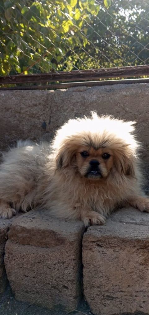 Pekines — Gəncə