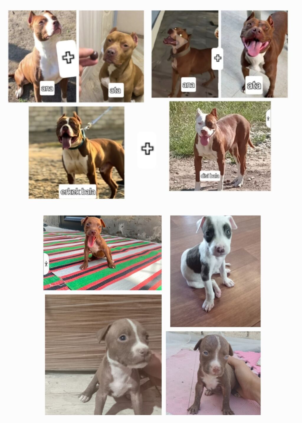 Pitbul — Heyvanlar, Mehdiabad (4)