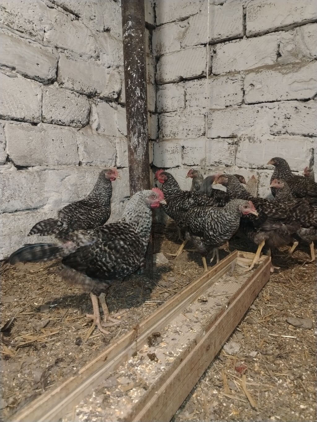 Xarkov sortu, vaksinləri vurulub, 4 aylıqdır, cəmi 70 dənə qalıb ciddi — Heyvanlar, Digah (5)
