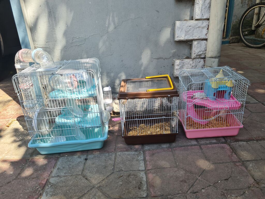Qefesler satilir Qehveyi-20azn Cehrayi-20azn Yasil-30azn Goy-40azn — Qəfəslər, Bakı (2)