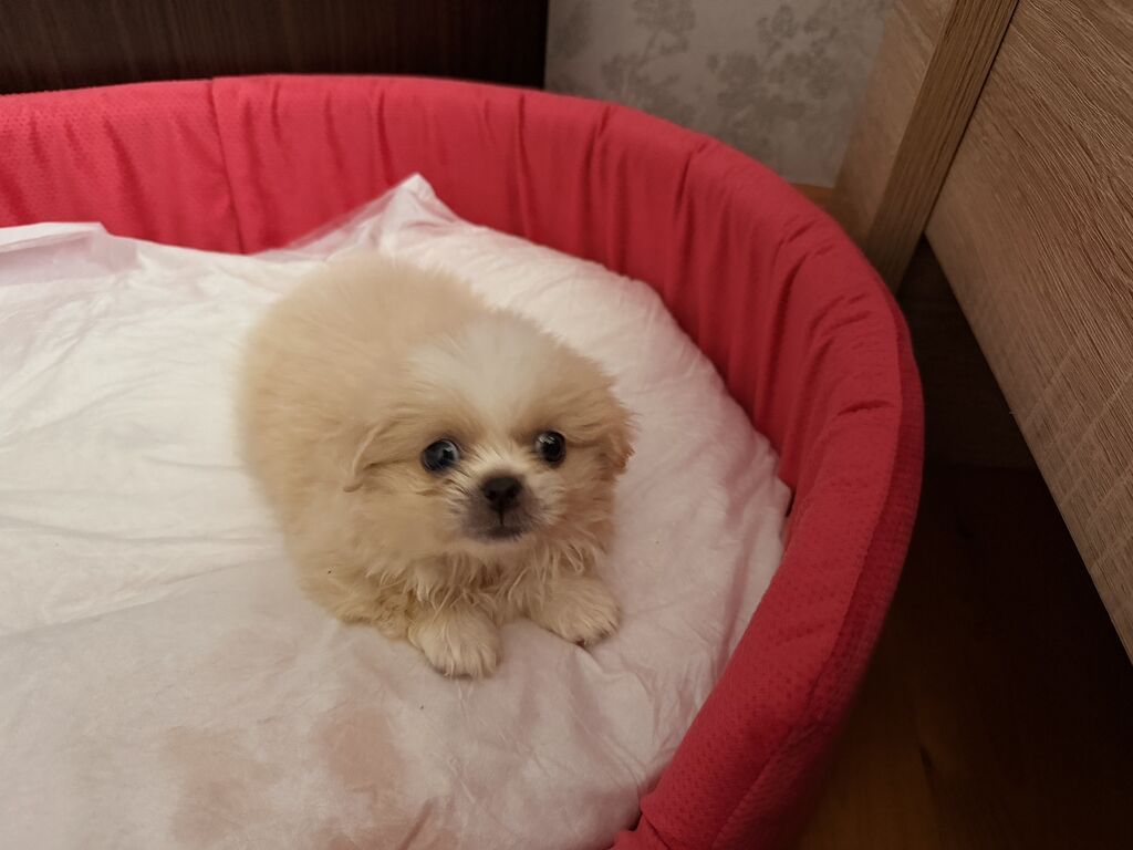 Pekines, 1 ay, Erkək — Heyvanlar, Qobu (8)