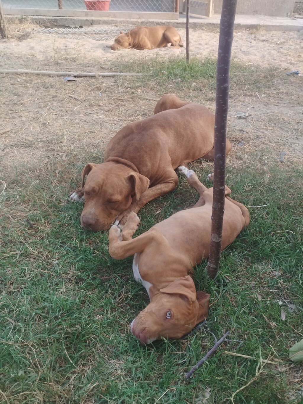 Pitbul, 2 ay, Dişi — Heyvanlar, Digah (3)