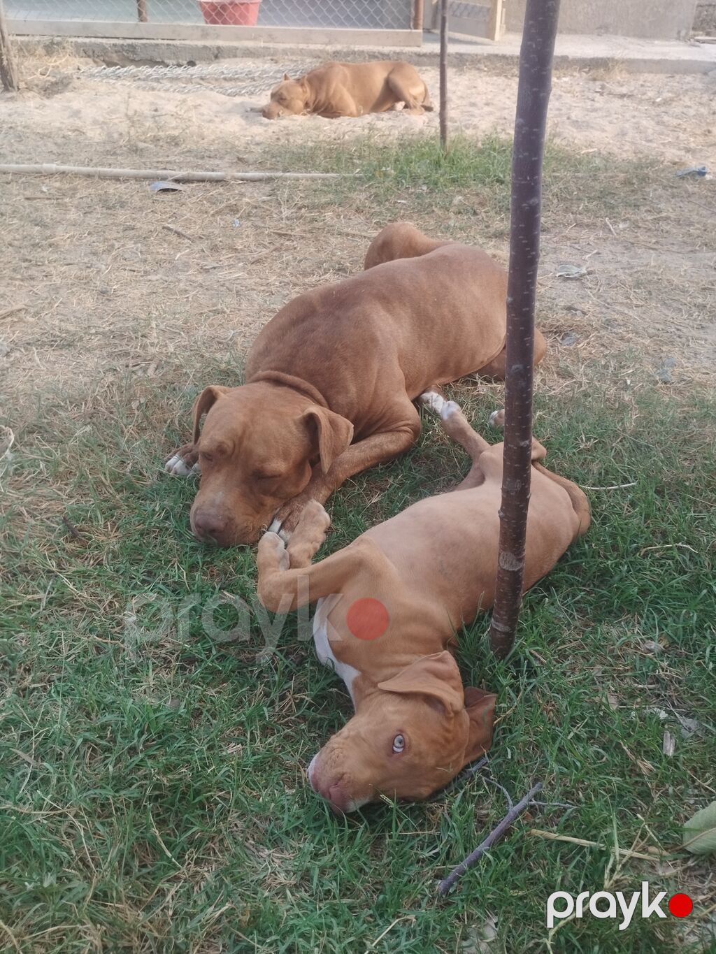 Pitbul, 2 ay, Dişi — Heyvanlar, Digah (3)