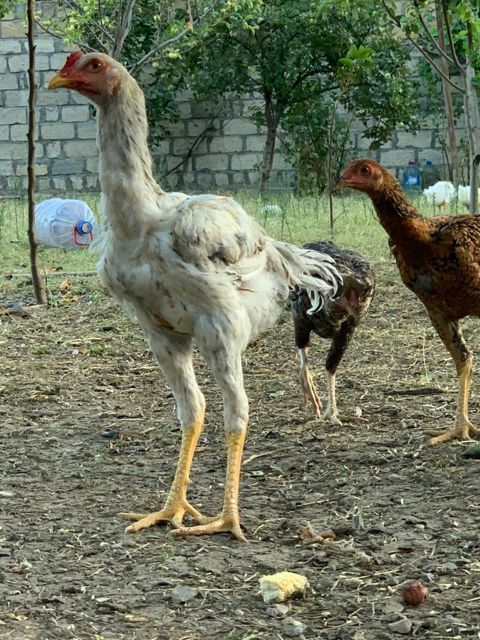 Heyratı xoruzu — Bakı