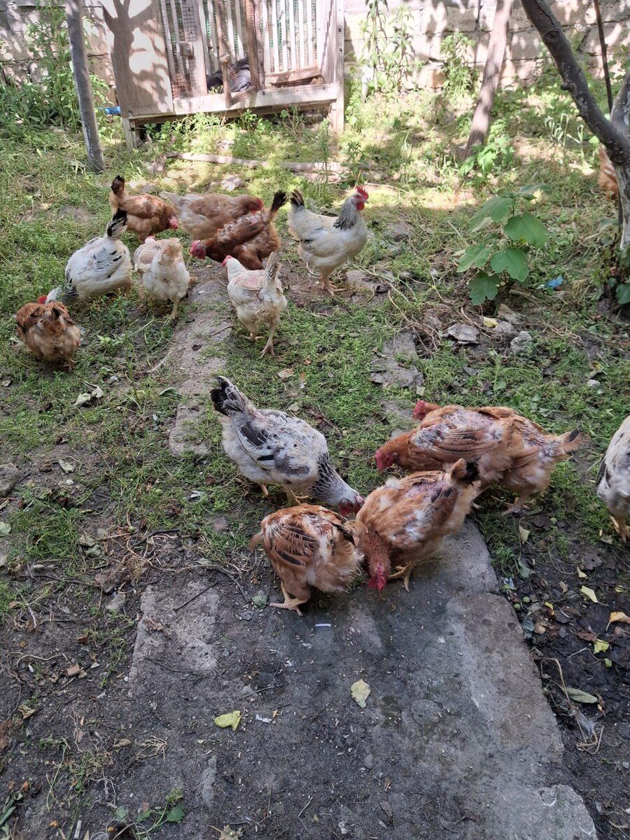 Xoruz və toyuqlar — Quşlar, Bakı (5)