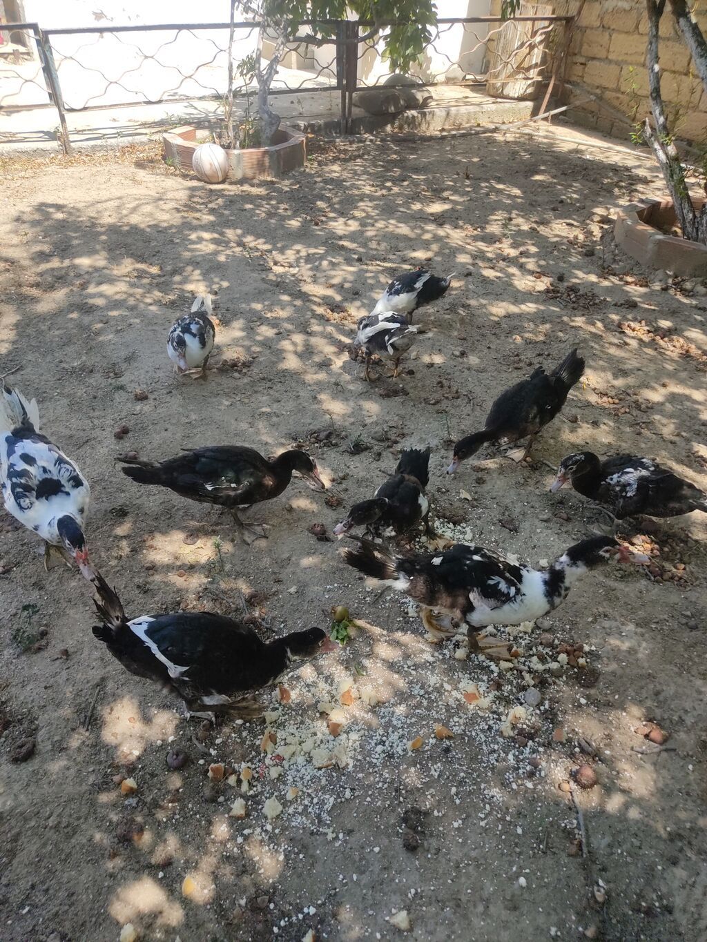 Tam sagllam Lal ordekler. 10 ededi. qiymet. hamsina. aiddi tek tek — Heyvanlar, Digah (3)