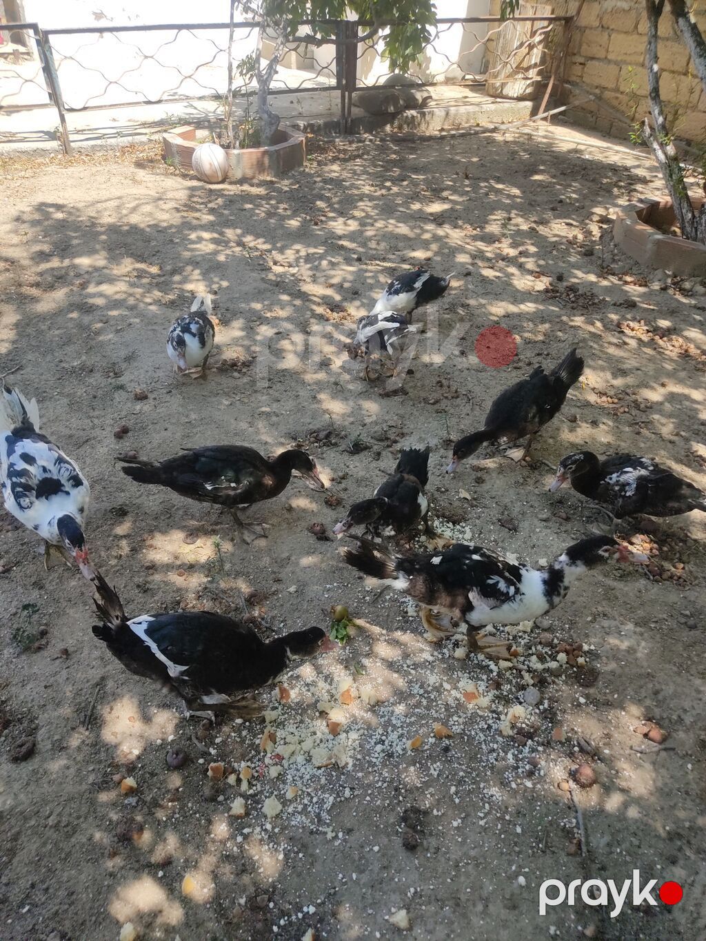 Tam sagllam Lal ordekler. 10 ededi. qiymet. hamsina. aiddi tek tek — Heyvanlar, Digah (3)