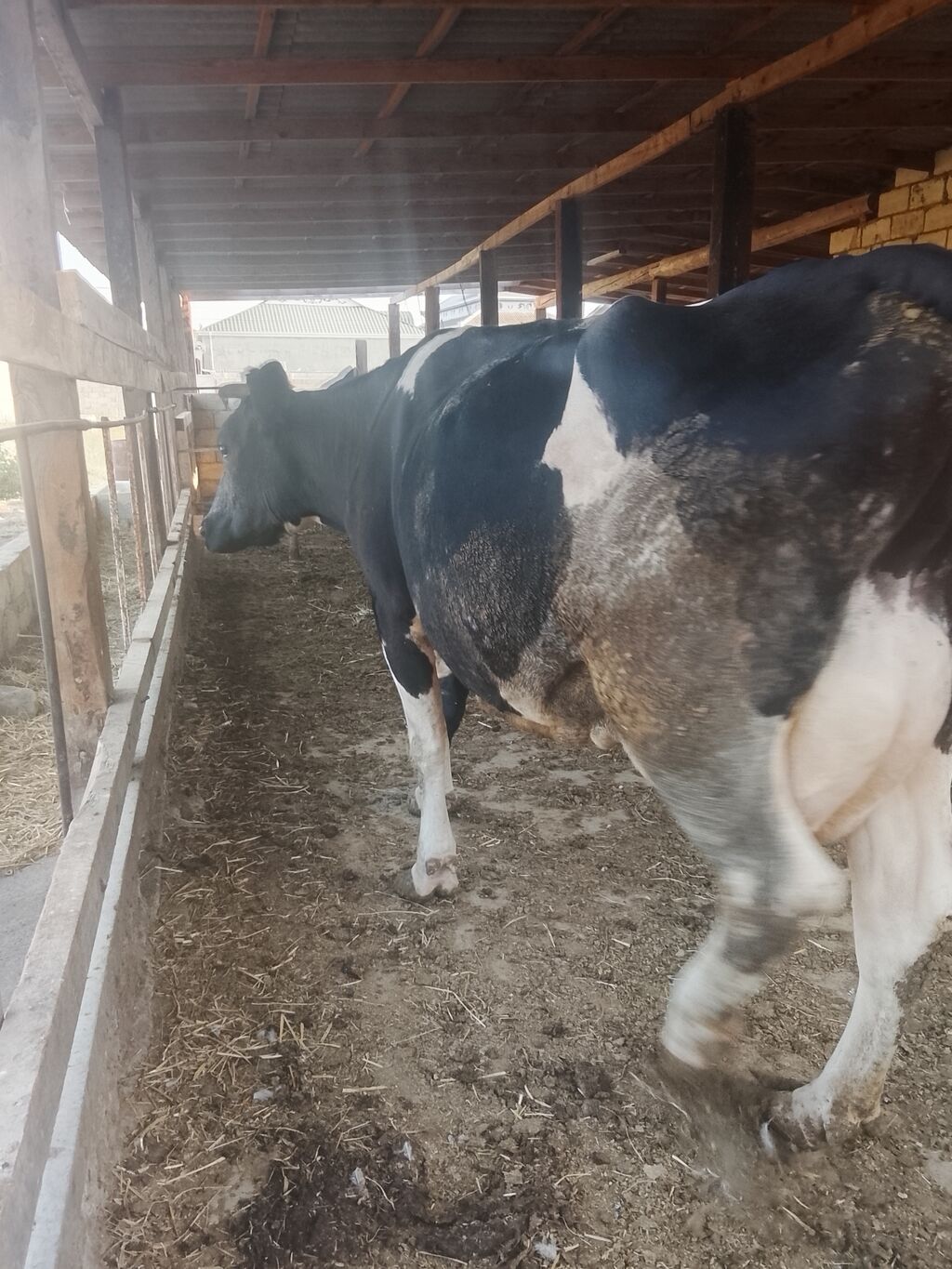 Dişi, Holsteyn, il: 5, Südlük — Heyvanlar, Hacıqabul (4)