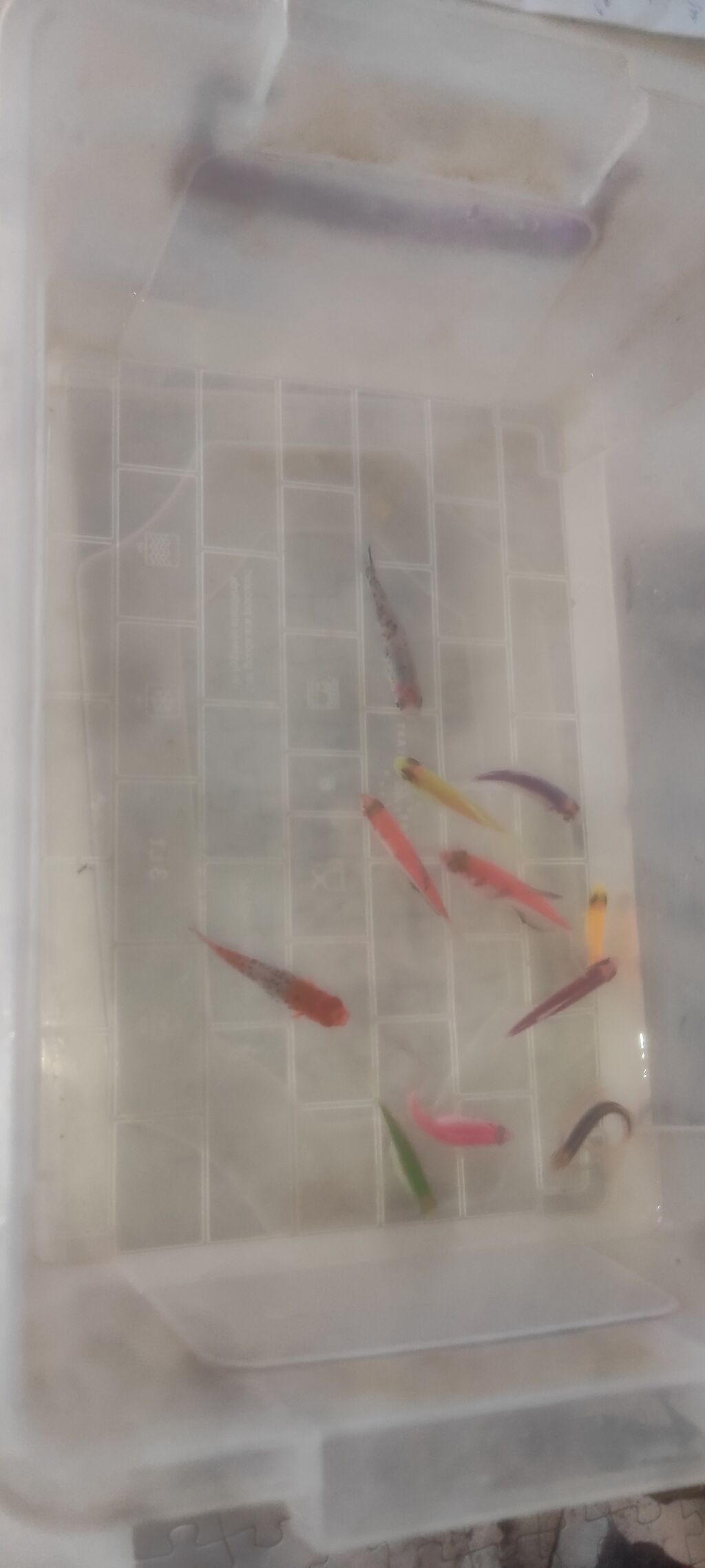 Glofish, Sülhsevər — Heyvanlar, Bakı (3)