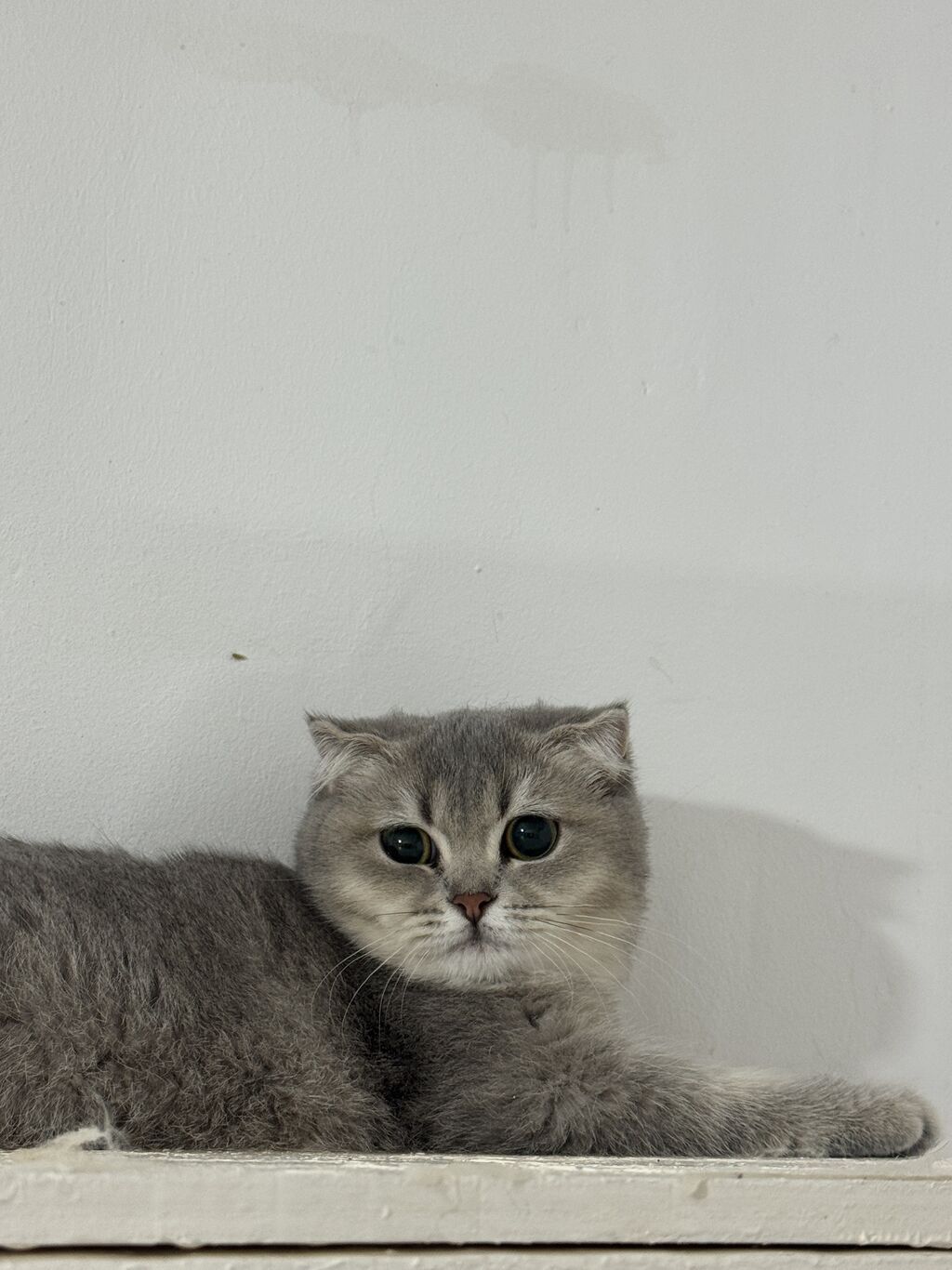 Şotland, Dişi, Yaxşı əllərə, Ünvandan götürmə — Pişiklər, Qobu
