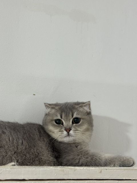 Şotland, Dişi, Yaxşı əllərə, Ünvandan götürmə — Qobu