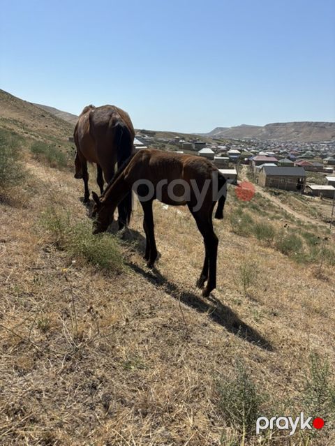 Salam 2aylq dişi dayca Ana atasi yorqadi hec bir prablemi yoxdur ot — Qobu