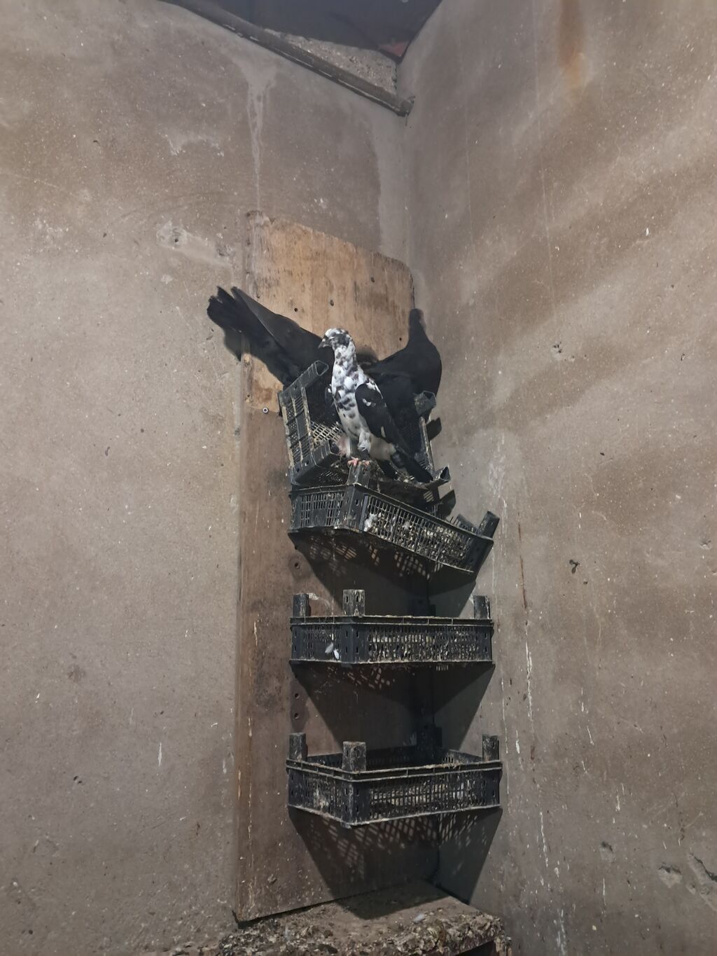 Ünvan bine savxoz — Quşlar, Bakı (2)