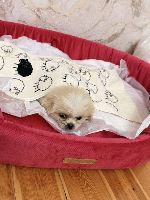 Pekines, 1 ay, Erkək — Qobu