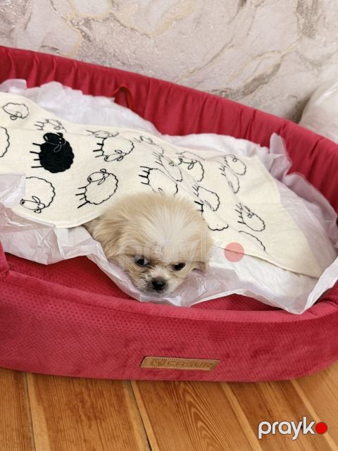 Pekines, 1 ay, Erkək — Qobu