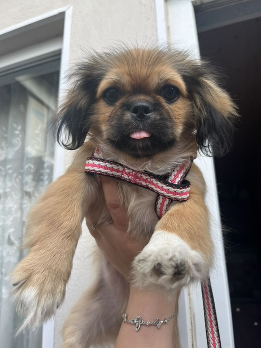 Pekines, 4 ay, Erkək — Heyvanlar, Sumqayıt (2)