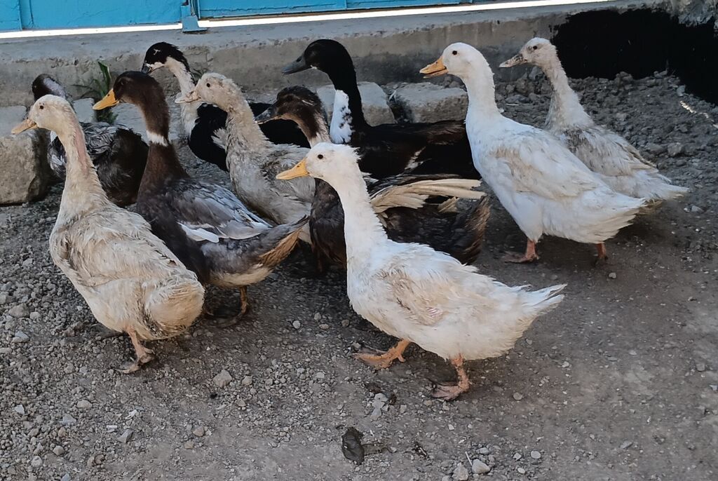 10 eded ördek satilir 2erkek 8 disi ördeklerdi — Heyvanlar, Pirəkəşkül (3)