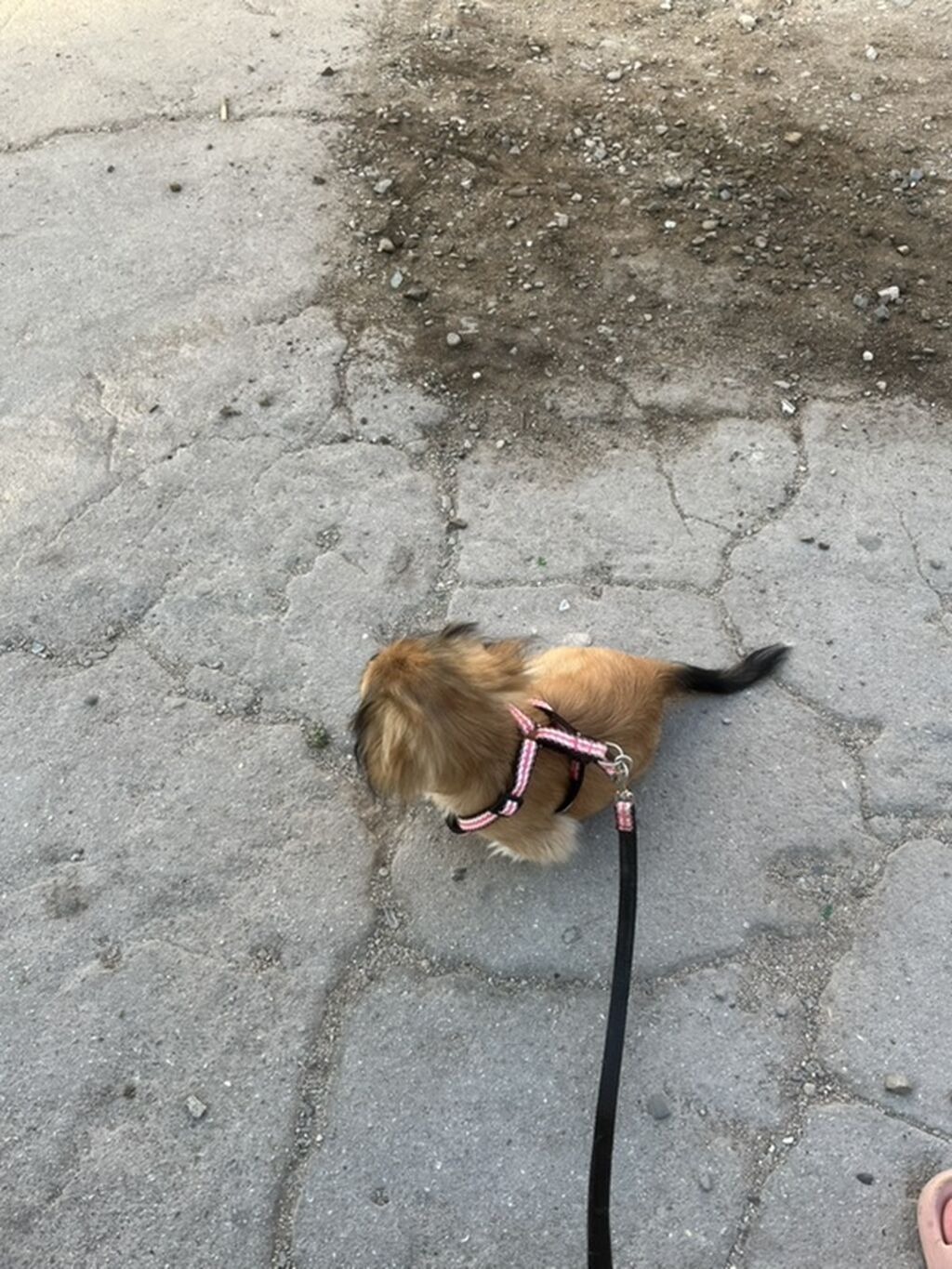 Pekines, 4 ay, Erkək — Heyvanlar, Sumqayıt (3)