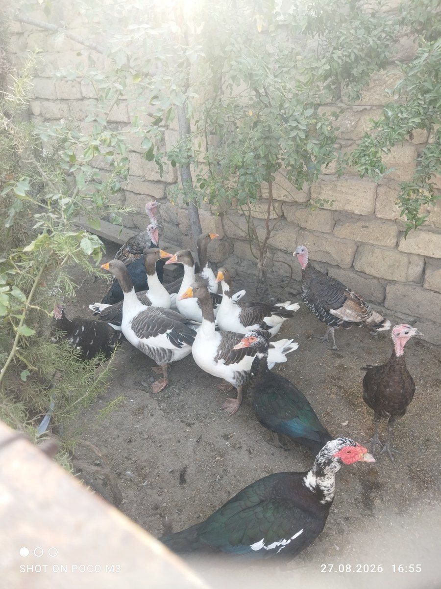 Hindquşları — Quşlar, Bakı (6)