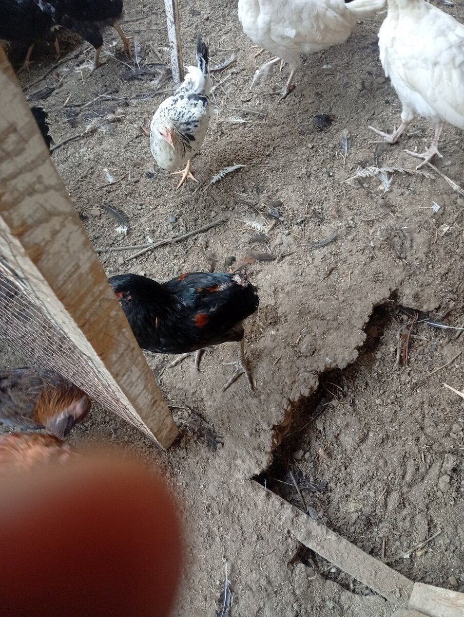 Toyuqlaq — Quşlar, Bakı (3)