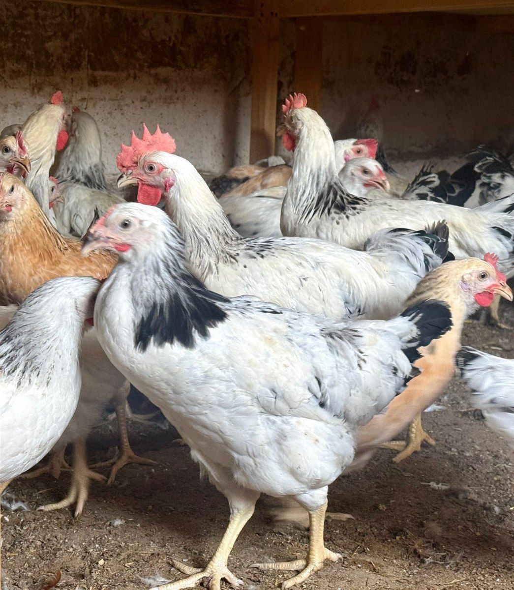 Kənd çolpası, xoruzu, toyuğu — Quşlar, Bakı (9)