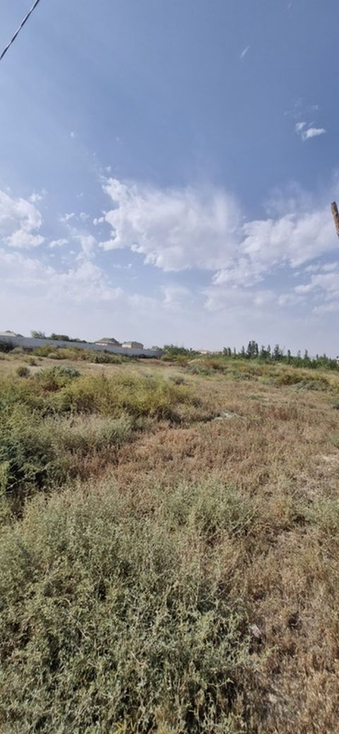 Tikinti — Salyan