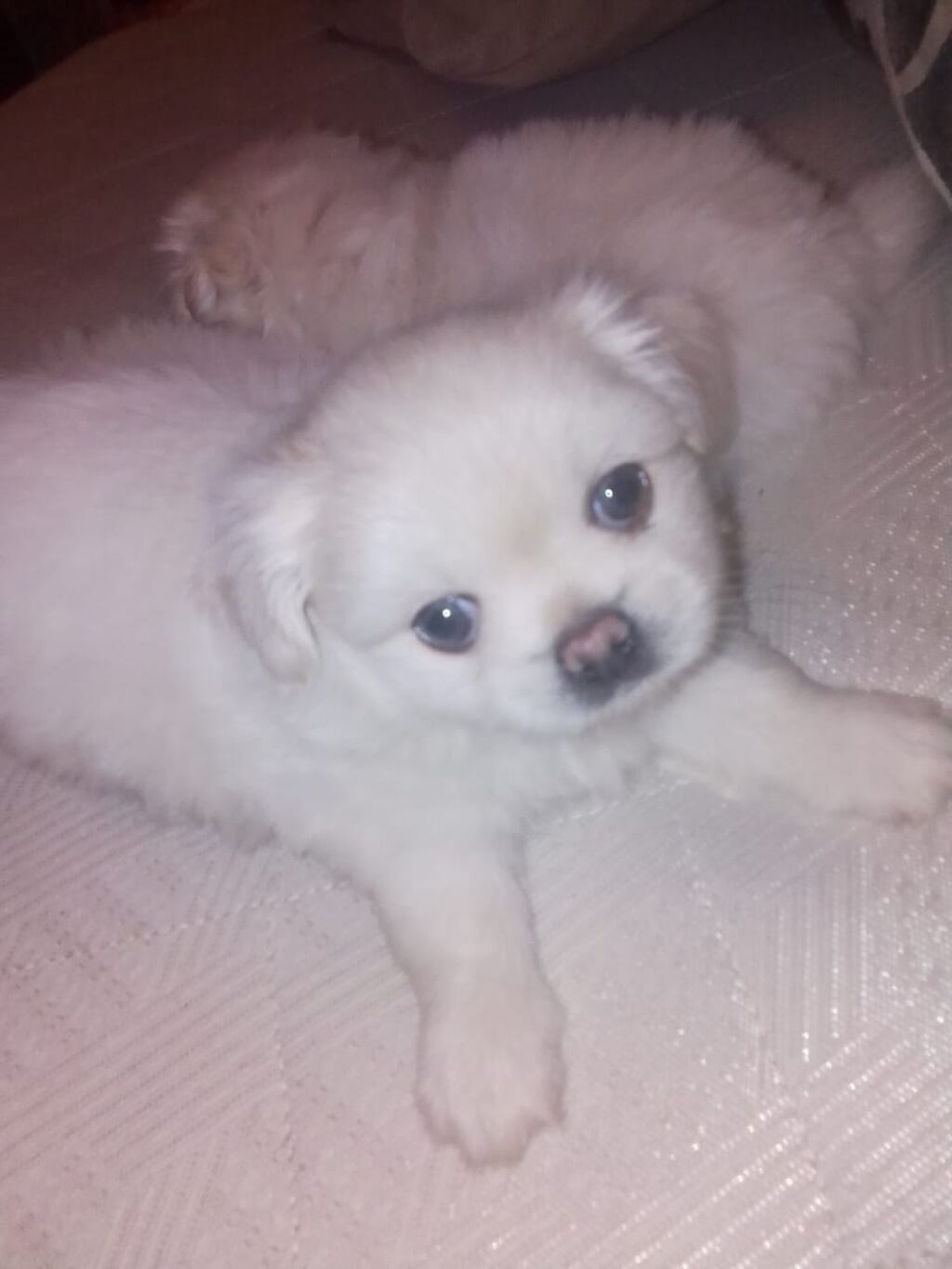 Pekines, 1 ay, Dişi, Peyvəndli — Heyvanlar, Bakı (10)