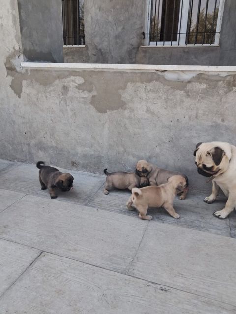 Mops — Bakı
