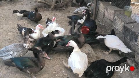 Byoukler 6 ayliq 23 azn Balcalar 1 ayliq 10 azn Çox sayda alana