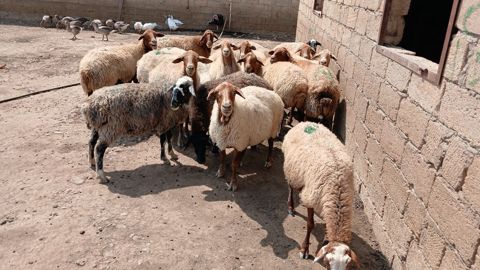 Heyvan: Qoyun sürüsü Təsvir: - Şəkillərdə müxtəlif rəngli (ağ — Hacıqabul