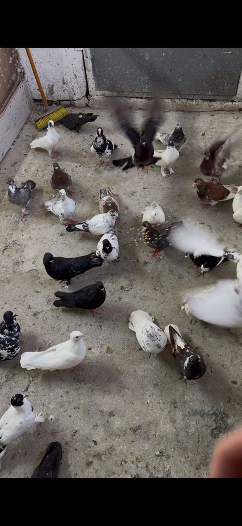 Göyərçinlər — Bakı